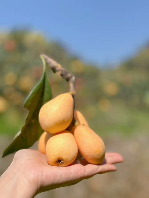 云南高山枇杷来了！高糖老树果～ 商品图3