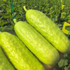 海阳乳黄瓜（脆玉3号） 商品缩略图1