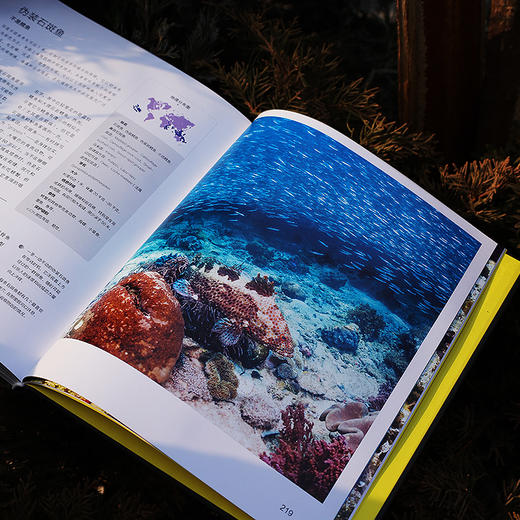 《展示：动物生存与繁衍中的社交艺术》《伪装：自然界隐蔽的生存密码》| DK前主编力荐 亲子共读推荐读物 商品图8