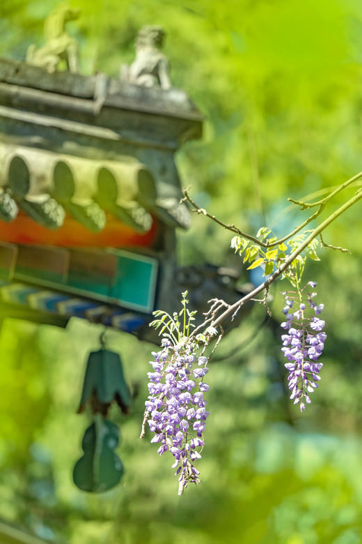 京韵春花・雄安新貌：北京颐和园・故宫・长城居庸关 “开往春天的列车・雄安春色8天摄影团 商品图6