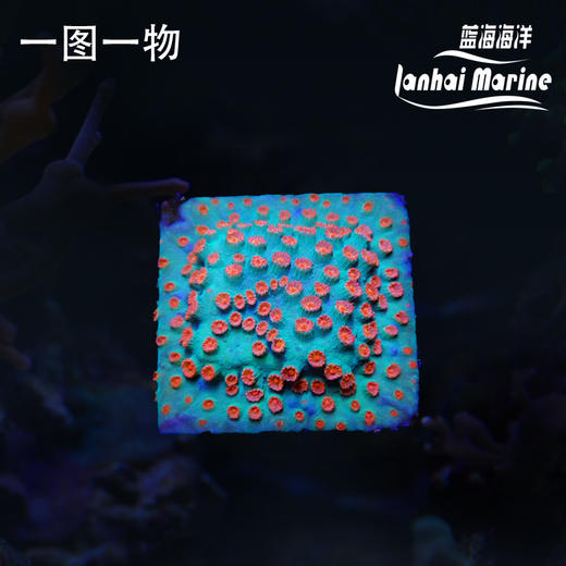 人工红豆丁 商品图0