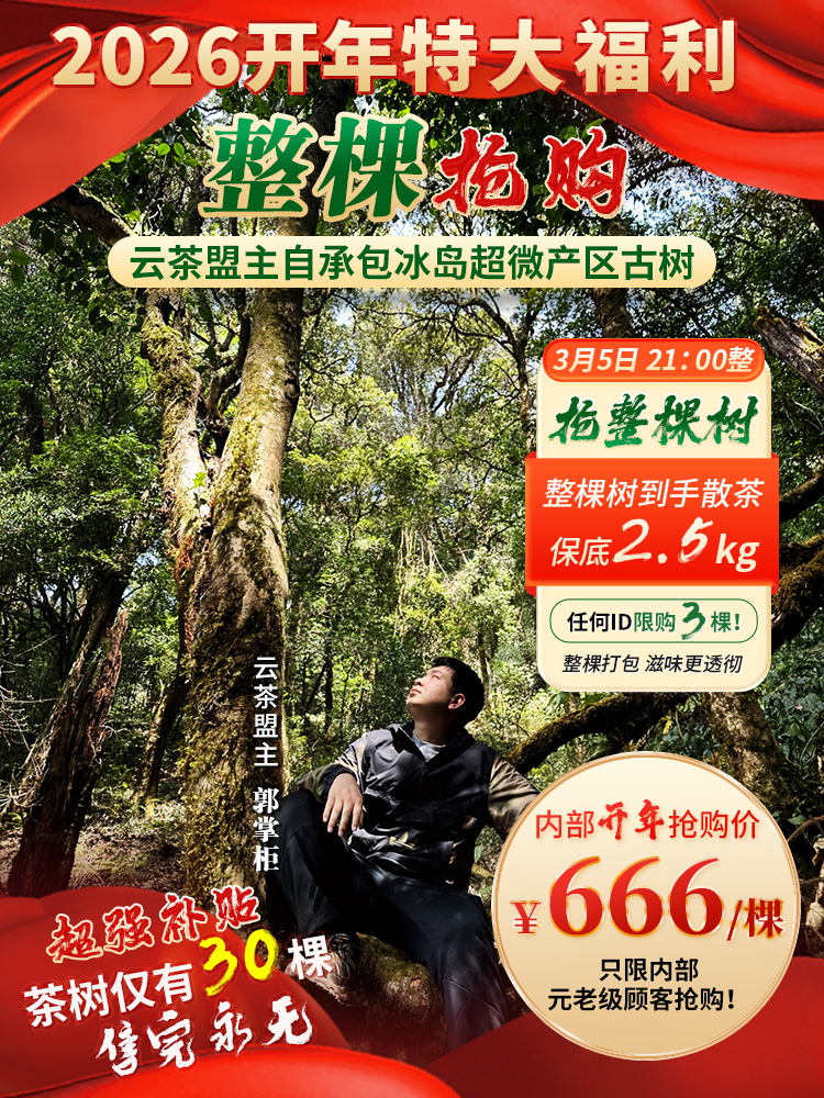【2026年春茶预售】【特大福利】只限内部元老级顾客抢购~冰岛神秘产区签约30棵古树《整棵抢购》！云茶盟主郭掌柜超强补贴！单颗净重均在2.5kg之上！