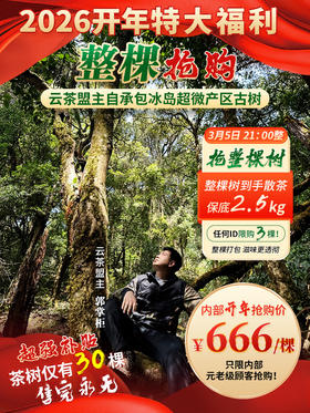 【2026年春茶预售】【特大福利】只限内部元老级顾客抢购~冰岛神秘产区签约30棵古树《整棵抢购》！云茶盟主郭掌柜超强补贴！单颗净重均在2.5kg之上！