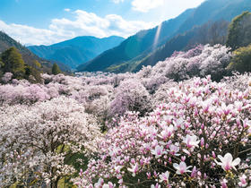 四川·绵阳辛夷花海5天·药王谷、九皇山、吴家后山、羌族文化体验