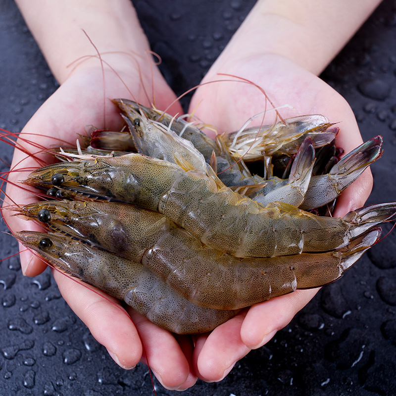 盐冻野生青岛大虾 干净海域捕捞 鲜活急冻锁鲜 紧致鲜香