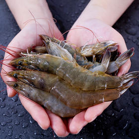 盐冻野生青岛大虾 干净海域捕捞 鲜活急冻锁鲜 紧致鲜香