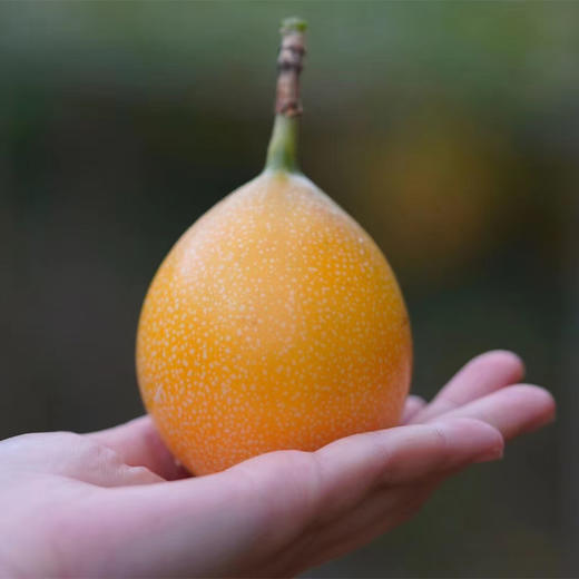 西双版纳热情果 商品图2