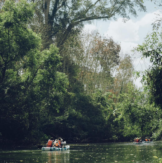 云南｜版纳5公里原始森林漂流1日体验，需自驾到达起始点，回宽老寨皮划艇穿越原始雨林、灌木群落，沿途野趣观鸟体验，漂流南腊河上游，解锁雨林生灵之美！亲子成人都适合，五一端午行程提前预定！ 商品图5