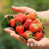 【产品成熟度高】基地直发 | 有机红颜草莓 | 浙江台州 商品缩略图4