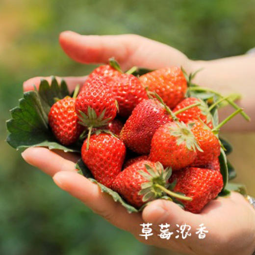 【产品成熟度高】基地直发 | 有机红颜草莓 | 浙江台州 商品图4