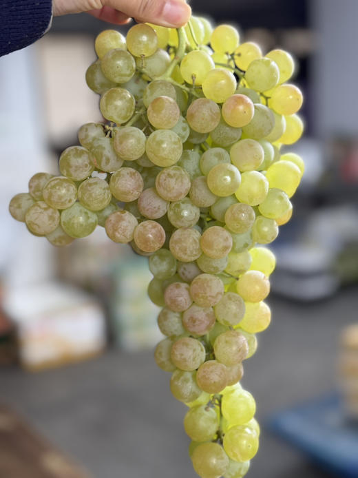 智利水晶珍珠空运到货！超级新鲜 香甜爆汁 口感爆赞！ 商品图0