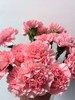 粉钻单头康乃馨20枝 商品缩略图0