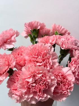 粉钻单头康乃馨20枝