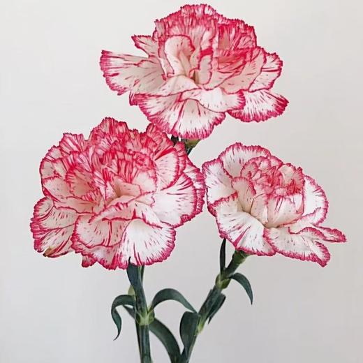 鲜花系列19.99元（颜色随机） 商品图2