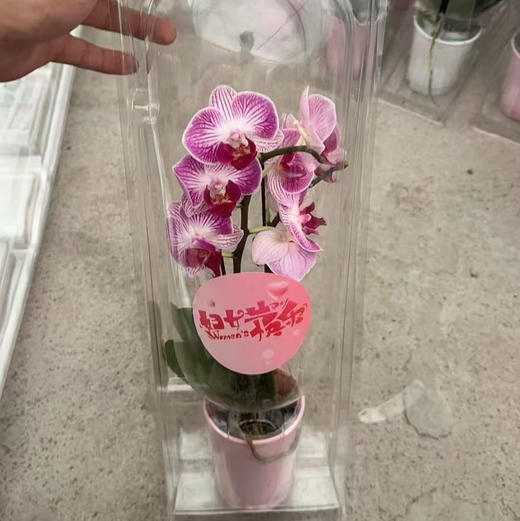 在这样一个冬季，第一株兰花不如就从蝴蝶兰入手吧，一起期盼来年春暖花开！蝴蝶兰喜欢温暖湿润、半阴半阳的环境。避免高温和强光直射，保持空气湿度和土壤湿润。颜色随机，两盆一组 商品图4