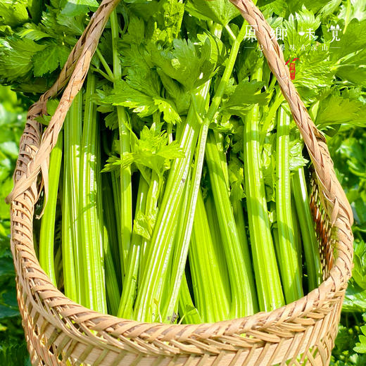 春季丰产生态蔬菜包（农场直发-顺丰包邮）| 白萝卜+莴笋+西芹+生菜+油麦菜+香菜5斤装，来自成都郫都区【原乡农场，自产自销】 商品图3