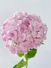 天粉色绣球1枝 商品缩略图0