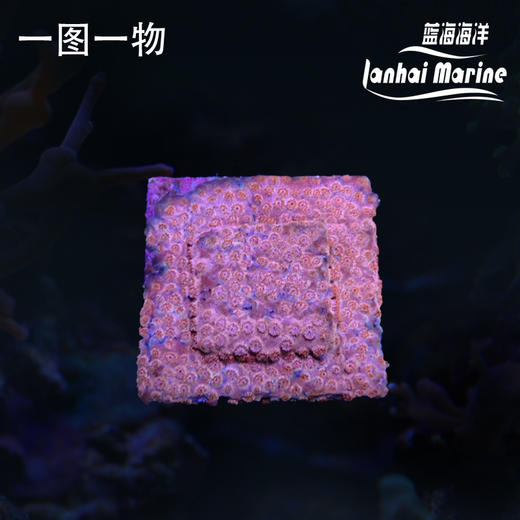 人工粉豆丁 商品图0