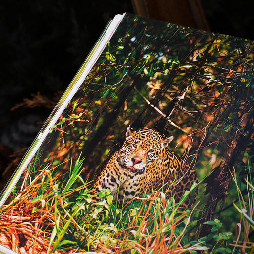 《展示：动物生存与繁衍中的社交艺术》《伪装：自然界隐蔽的生存密码》| DK前主编力荐 亲子共读推荐读物 商品图7