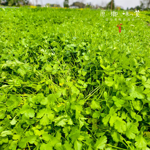 生态露天香菜 | 1斤/3斤装，来自成都郫都区，坚持有机标准种植 商品图1