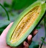 🌳养到自然熟的 · 博洋 · 酥7 · 蜜瓜 · 又脆又甜  · 瓜香浓郁 ·  4斤装/6-8根 商品缩略图6