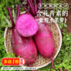 【密农特色 必买榜单】新鲜现拔紫霞萝卜 脆甜多汁含花青素 紫色水果萝卜不糠心  5.5斤包邮装 商品缩略图0