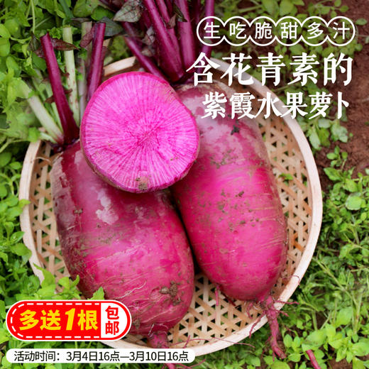 【密农特色 必买榜单】新鲜现拔紫霞萝卜 脆甜多汁含花青素 紫色水果萝卜不糠心  5.5斤包邮装 商品图0