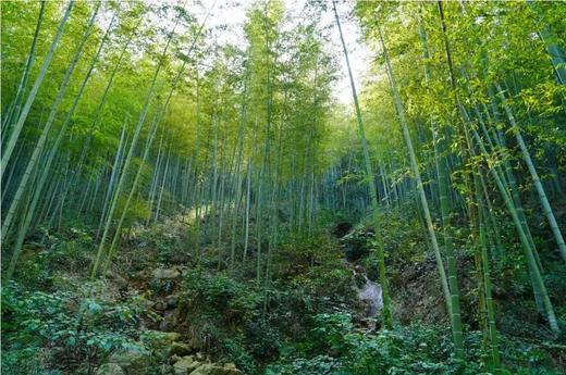 【小爱定制】2026清明假期丨湖光山色陶都行丨宜兴+溧阳天目湖亲子四日游 商品图3