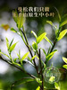 2026年春茶【曼松】古树茶，易武茶区曼松古茶园核心茶地纯料古树茶357克普洱生茶 商品缩略图1