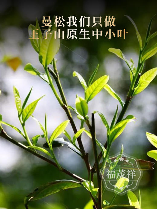 2026年春茶【曼松】古树茶，易武茶区曼松古茶园核心茶地纯料古树茶357克普洱生茶 商品图1