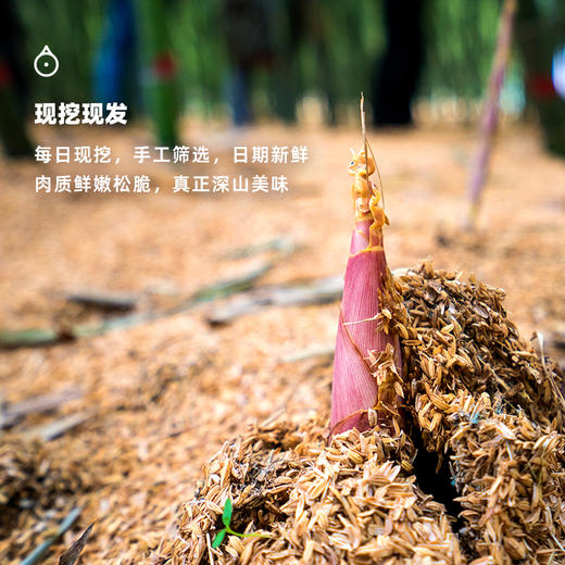 企鹅市集|浙江奉化 有机春笋雷笋 山林鲜美滋味 现挖现发 商品图3