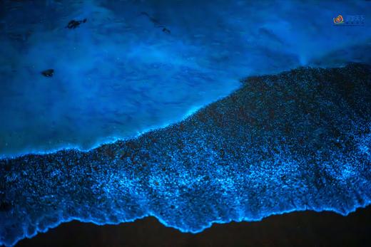 户外@【探寻“蓝眼泪”】福建平潭岛“蓝眼泪”•东庠岛高铁4天 商品图0