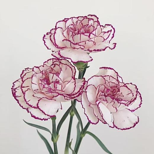 鲜花系列19.99元（颜色随机） 商品图3