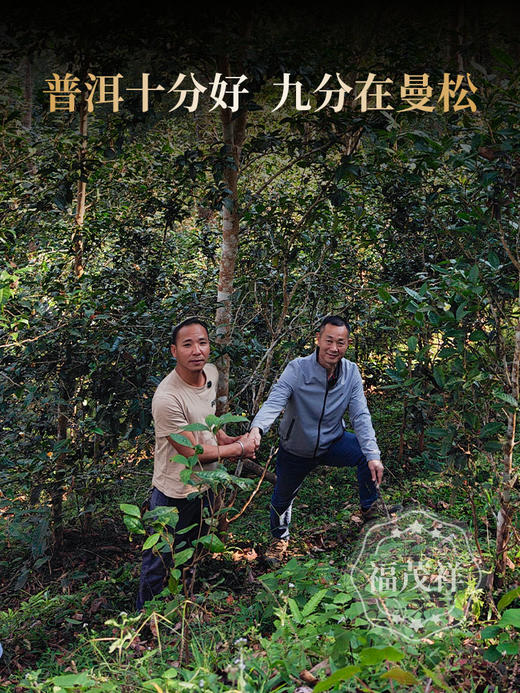 2026年春茶【曼松】古树茶，易武茶区曼松古茶园核心茶地纯料古树茶357克普洱生茶 商品图3