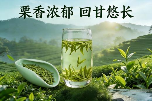 西云坞 2026春茶明前西湖龙井茶100克 商品图3