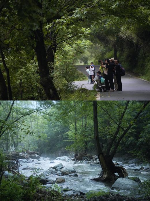 春假专场4.1-4.3【山野趣多多：剑门关+唐家河】3天2夜自然科普独立营：打卡剑门雄关、走进唐家河野生动物天堂，深入森林探寻濒危珍稀动物！跟踪足迹，测量采集动物踪迹，野外红外相机实践，对话高山向导！ 商品图10