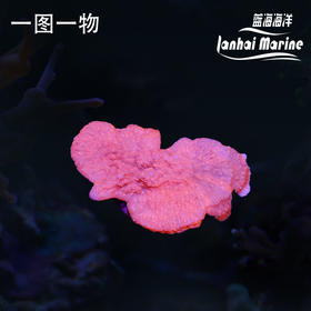 人工红瓦片