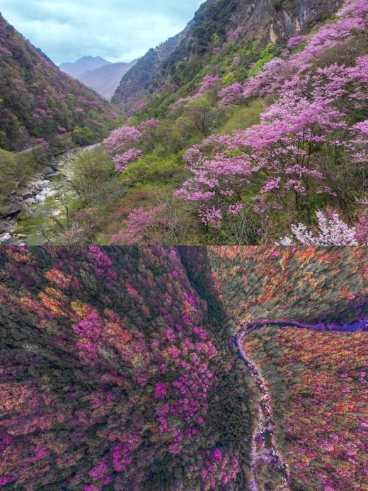 春假专场4.1-4.3【山野趣多多：剑门关+唐家河】3天2夜自然科普独立营：打卡剑门雄关、走进唐家河野生动物天堂，深入森林探寻濒危珍稀动物！跟踪足迹，测量采集动物踪迹，野外红外相机实践，对话高山向导！ 商品图11