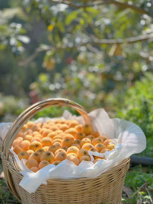 云南高山枇杷来了！高糖老树果～ 商品图5