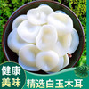 【人工凉晒❗️白玉木耳】手工挑选新鲜采摘，肉质肥厚Q弹爽脆，真空包装开袋即食，小碗耳干货干净无根玉散装耳肉厚凉拌QQ 商品缩略图3