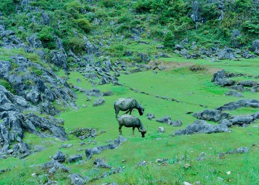 春假4.1-4.5【贵州5天4晚营】去看一年一度“百里杜鹃”盛放！探秘铜鼓荡石林、羊皮洞瀑布，寻龙洞探洞！花季限定、处处是取景框！秘境串联，节奏舒缓，亲子轻徒步，三晚连住不累妈！ 商品图2