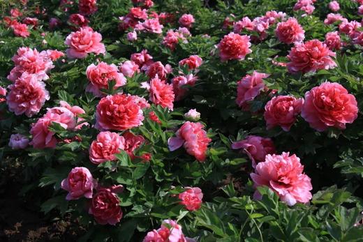 【踏青赏花】<河南郑州、洛阳龙门石窟、白马寺、牡丹园、洛邑古城、老君山、万仙山、郭亮村、开封、清明上河园、包公祠、少林寺双飞5天> 商品图0