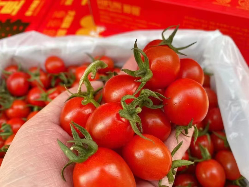 釜山88小番茄🍅一款自带减肥瘦身功效的健康水果，皮薄肉嫩，狂野浓郁的番茄气息，入口爆汁