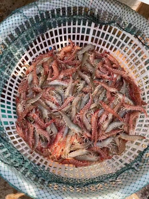 &当天到港新鲜海海杂鱼杂虾🦐性价比高，不同的品种，营养搭配更丰富👍【活冻】 商品图5