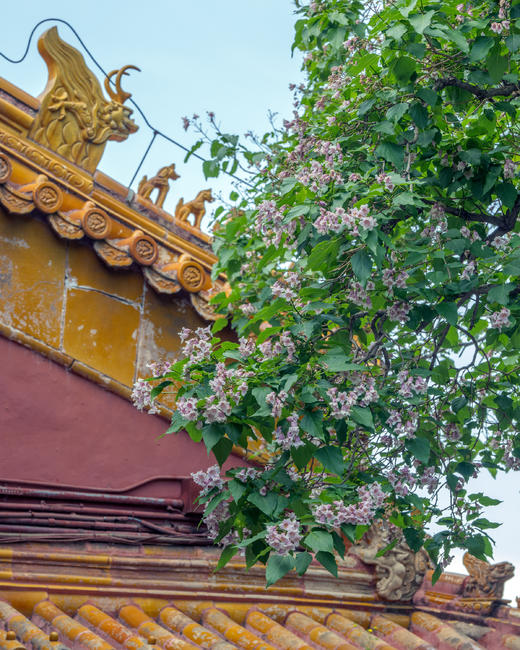 京韵春花・雄安新貌：北京颐和园・故宫・长城居庸关 “开往春天的列车・雄安春色8天摄影团 商品图7