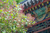 京韵春花・雄安新貌：北京颐和园・故宫・长城居庸关 “开往春天的列车・雄安春色8天摄影团 商品缩略图0