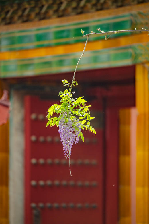 京韵春花・雄安新貌：北京颐和园・故宫・长城居庸关 “开往春天的列车・雄安春色8天摄影团 商品图9