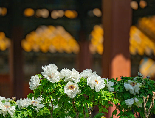 京韵春花・雄安新貌：北京颐和园・故宫・长城居庸关 “开往春天的列车・雄安春色8天摄影团 商品图10