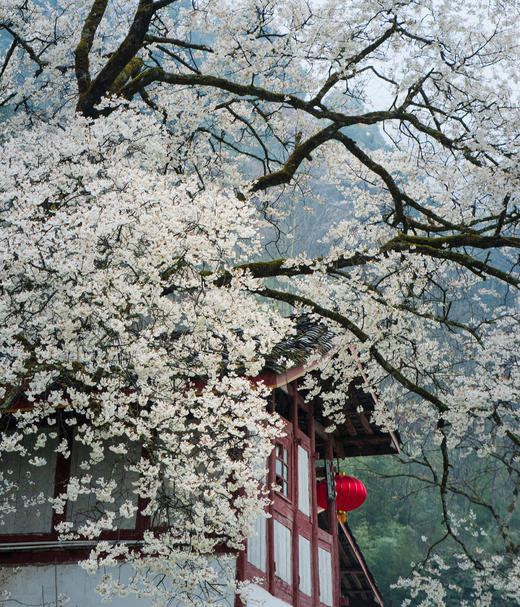 四川·绵阳辛夷花海5天·药王谷、九皇山、吴家后山、羌族文化体验 商品图1