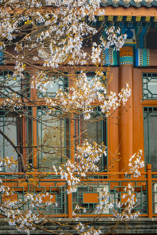 京韵春花・雄安新貌：北京颐和园・故宫・长城居庸关 “开往春天的列车・雄安春色8天摄影团 商品图2